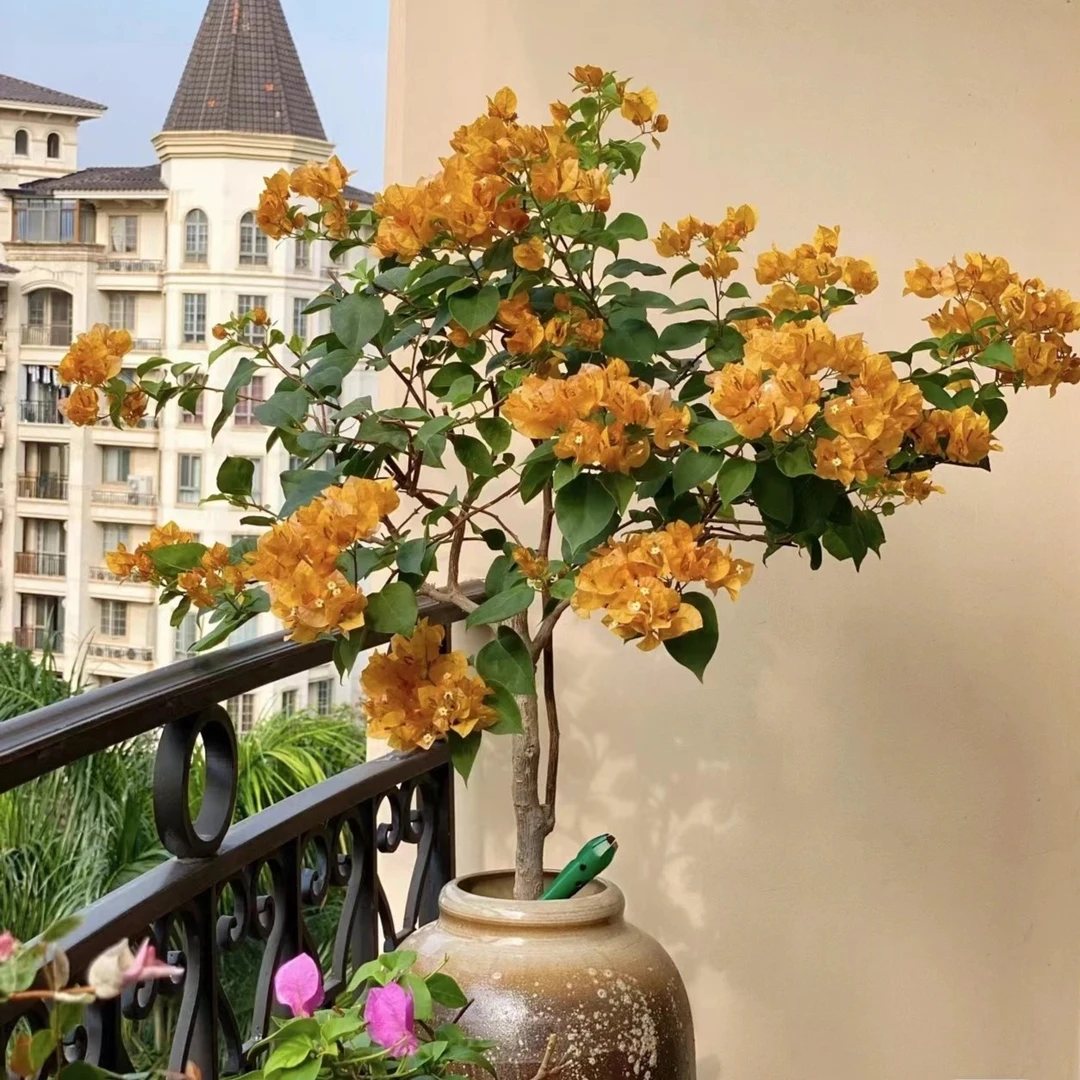 （三角梅）  一物一拍  喜阳花卉庭院栽培不退换货四季都开花