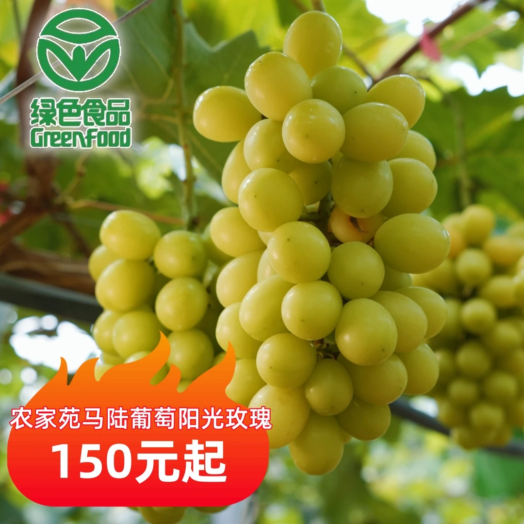 农家苑马陆葡萄阳光玫瑰
