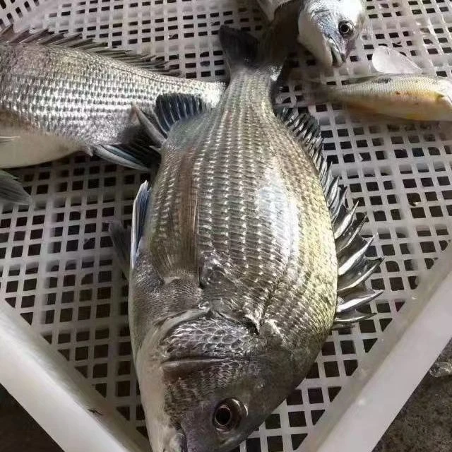 湛江海捕黑腊黑鲷鱼3斤5斤顺丰包邮