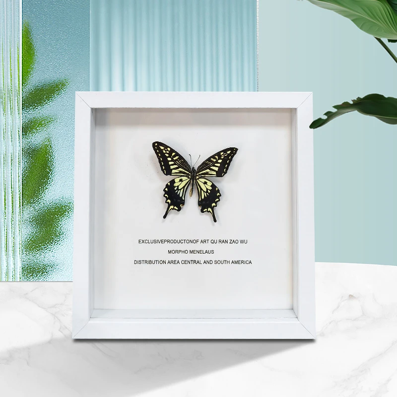 相框真蝴蝶花蝴蝶稀有摆件礼物展示框创意摆件花蝴蝶2222