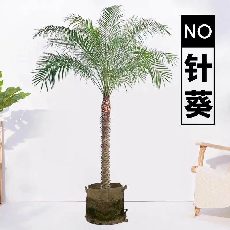 美丽针葵泰国椰子热带风情大型百搭好养绿植盆栽花园庭院室内客厅