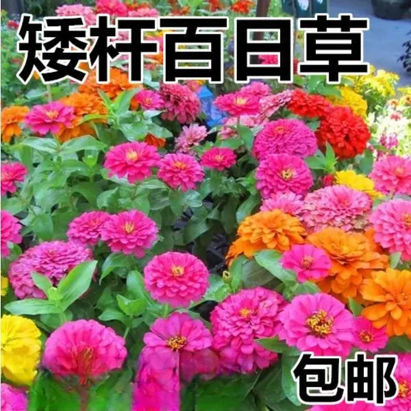 混色百日草花种矮杆花卉种孑四季易活百曰草花籽种子室外白日草种