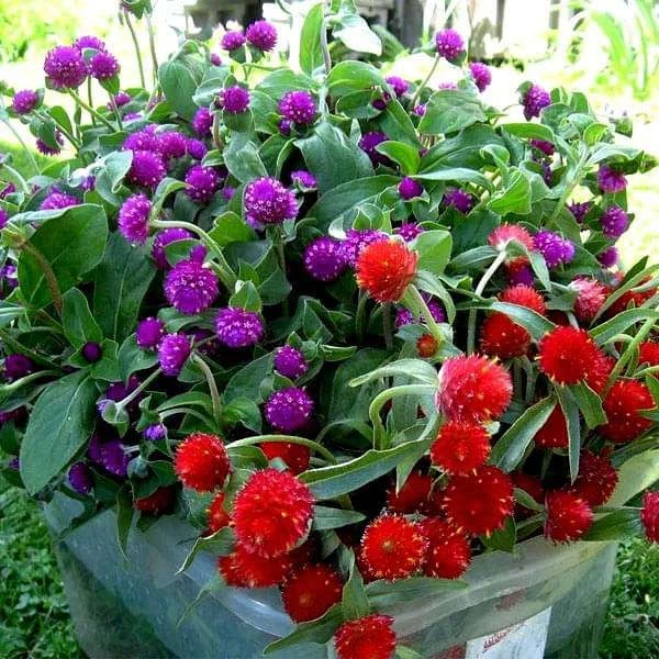 千日红种籽千日紫种子百日红火球花种干花种植观花阳台盆栽花籽