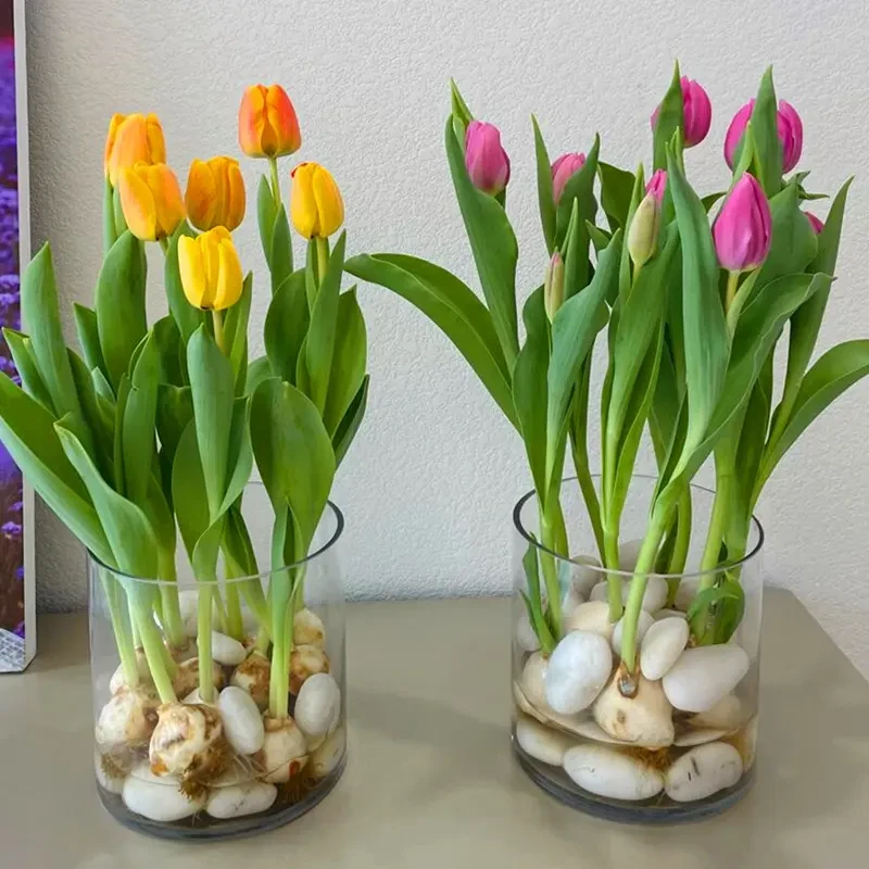 郁金香种球水培花卉植物室内花四季开花种子盆栽花苗土培水养好活