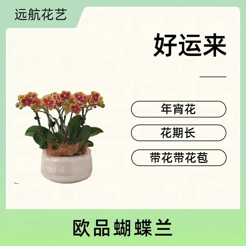【好运来】迎双旦 黄色花瓣 红色点缀 基地批发 客厅卧室美观开花