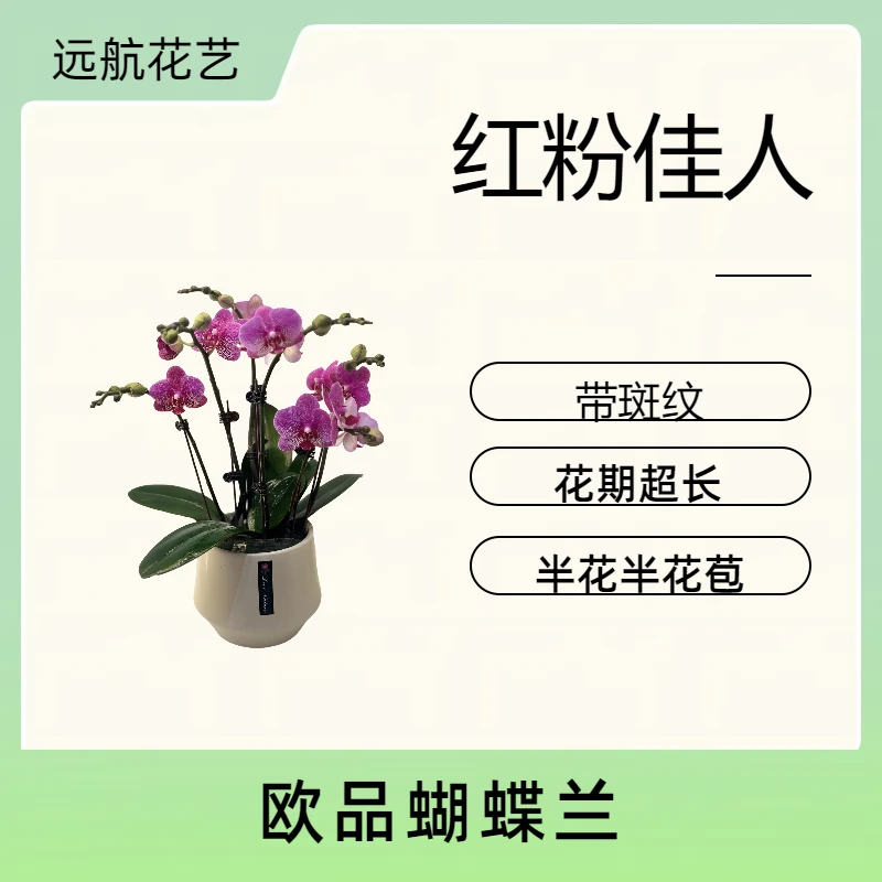 【红粉佳人】进口欧品蝴蝶兰紫红色养护 室内精品观赏 花卉盆栽适宜