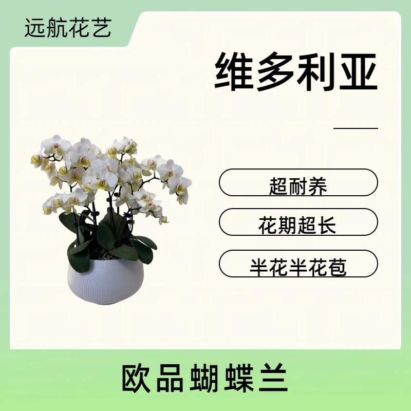【维多利亚】进口特殊欧品蝴蝶兰白色系花瓣室内精品观赏花卉组盆