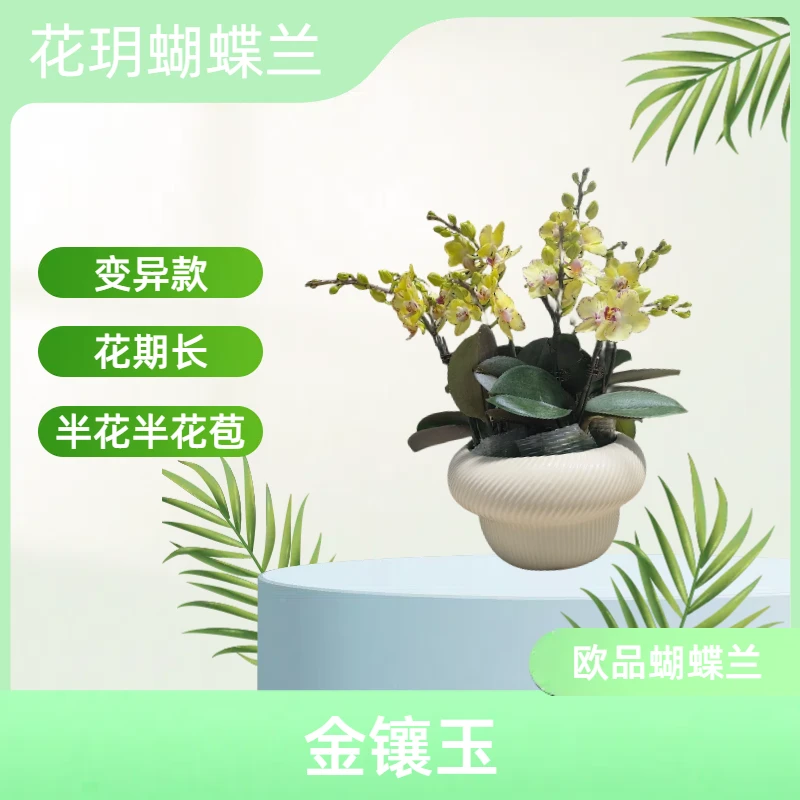 【金镶玉】花玥欧品蝴蝶兰 特殊变异款 室内精品观赏花卉组盆 真花