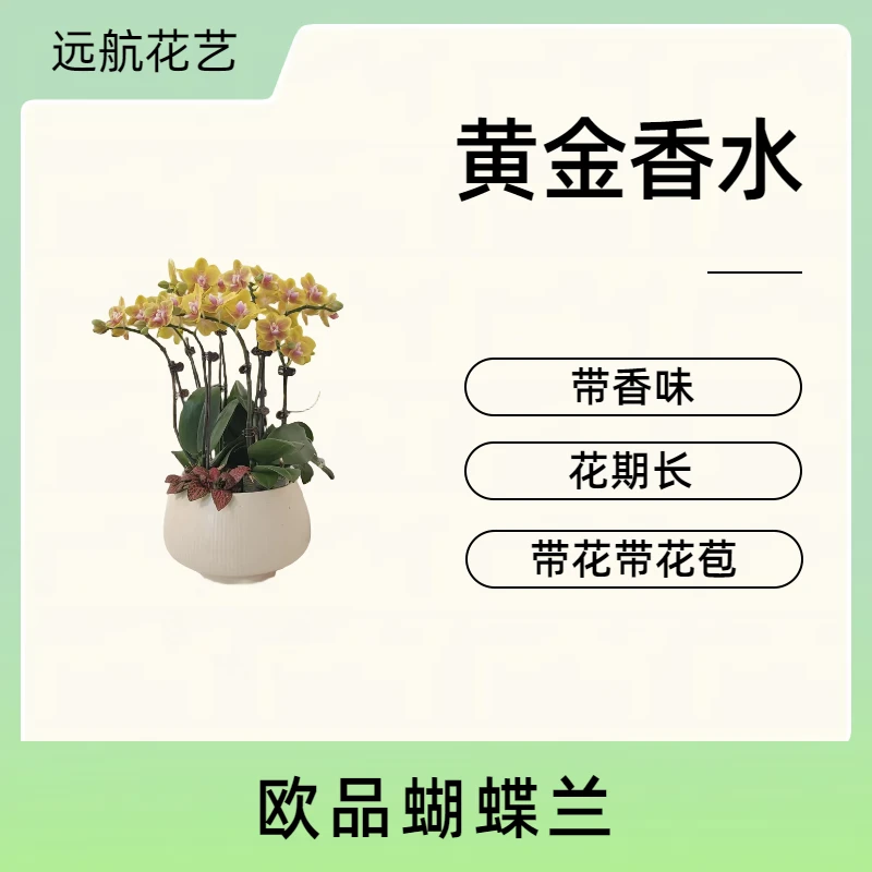 【黄金香水】迎双旦 带香味黄色花 源头基地批发 客厅卧室欧品开花