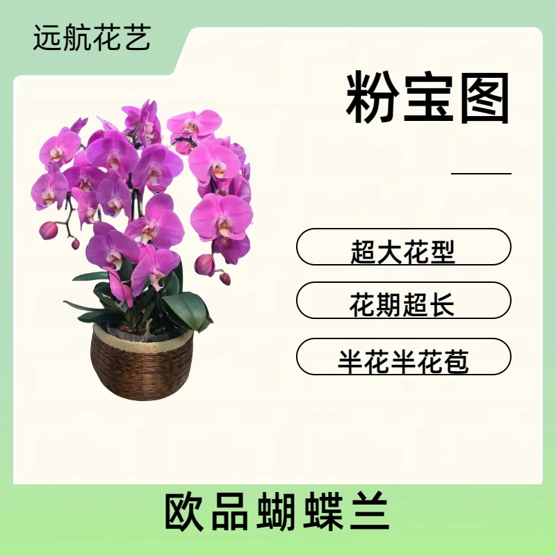 【粉宝图】进口特殊欧品蝴蝶兰粉色大花客厅卧室观赏花卉发货开花