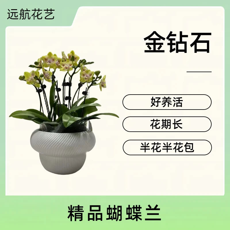 【金钻石】进口欧品蝴蝶兰 金色中小花 室内精品观赏花卉组盆