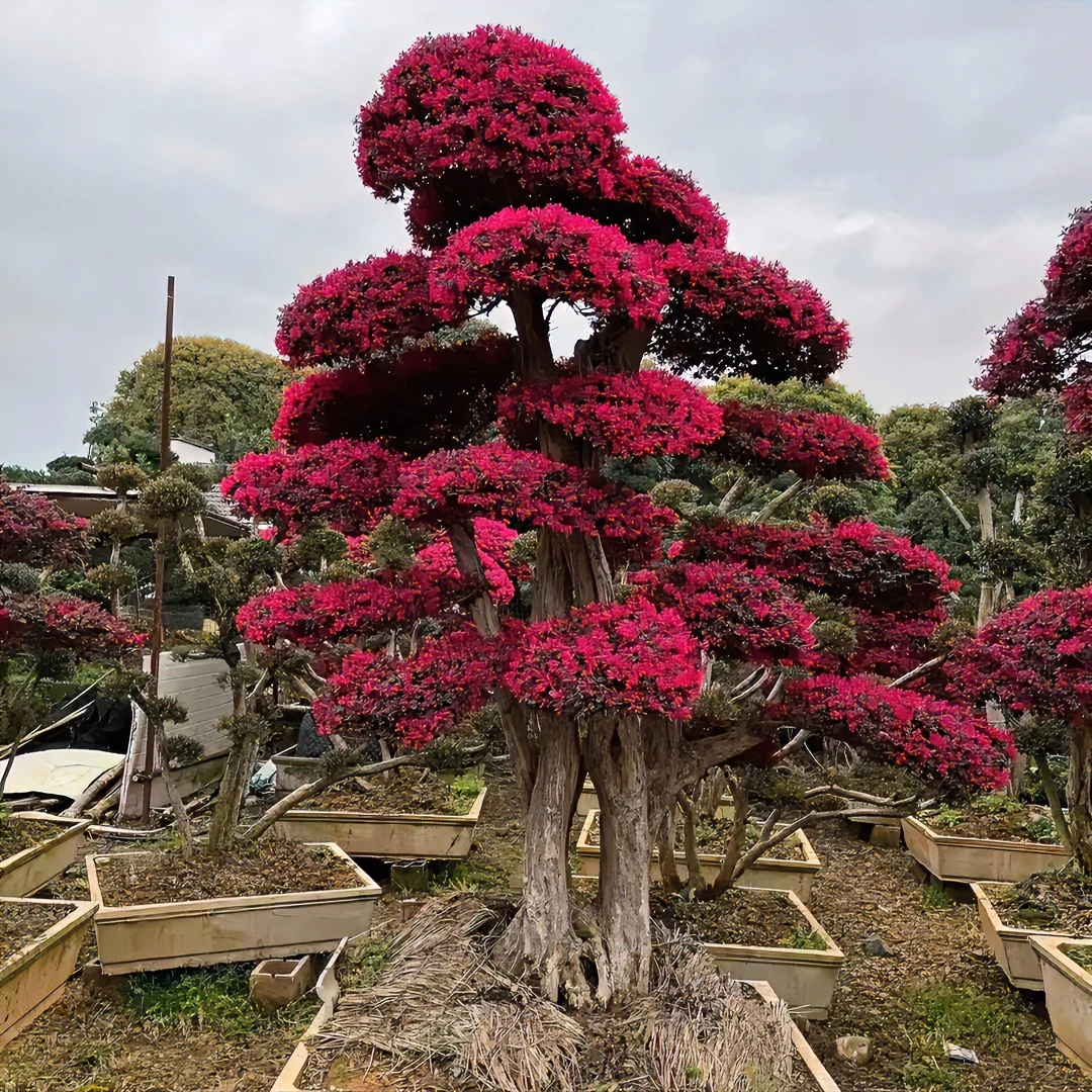 红花继木罗汉松小叶赤楠亮晶女贞老桩盆景造型树别墅庭院盆栽绿植