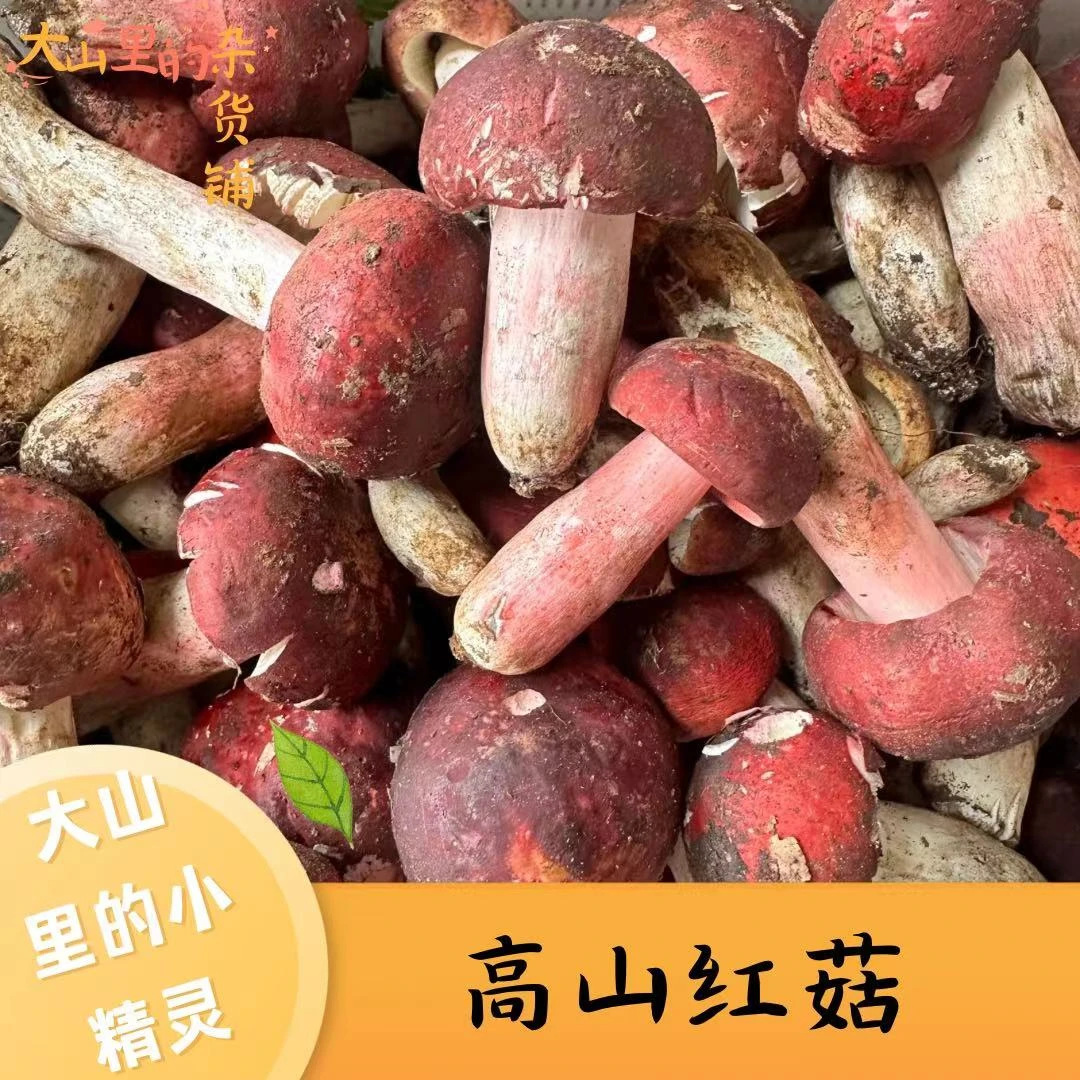 【杂菌菇】云南新鲜菌菇 紫牛肝 老人头 香蕈 红菇 一窝羊 菌