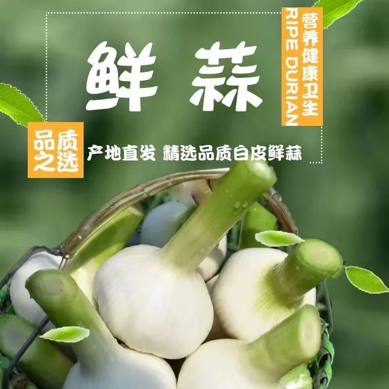 新鲜白皮嫩蒜鲜蒜湿蒜可腌糖蒜泡蒜咸蒜山东新鲜蒜现挖鲜蒜