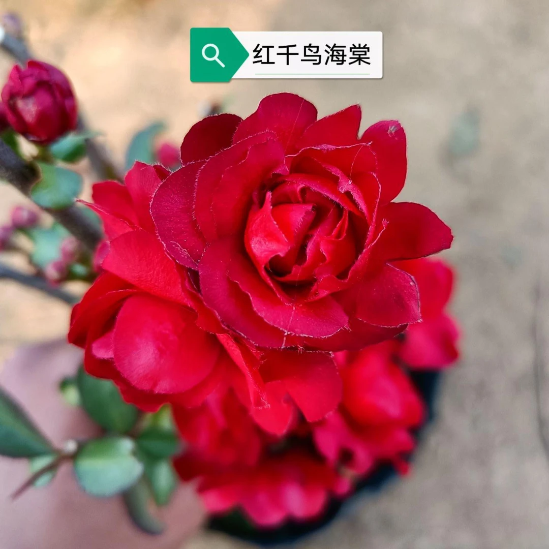 海棠 越之辉 长寿宝 花天女 榠栌 长寿冠等