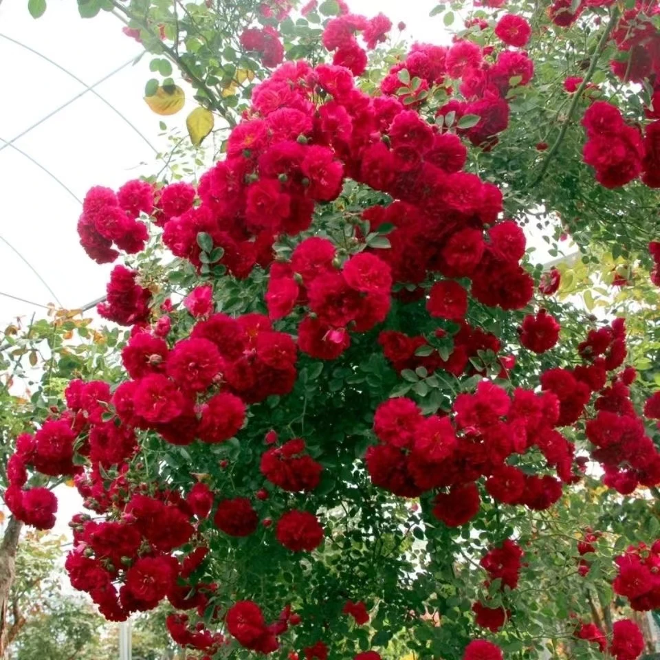 红木香爬藤月季开红色花多季节开花可做花墙拱门阳台庭院植物花苗