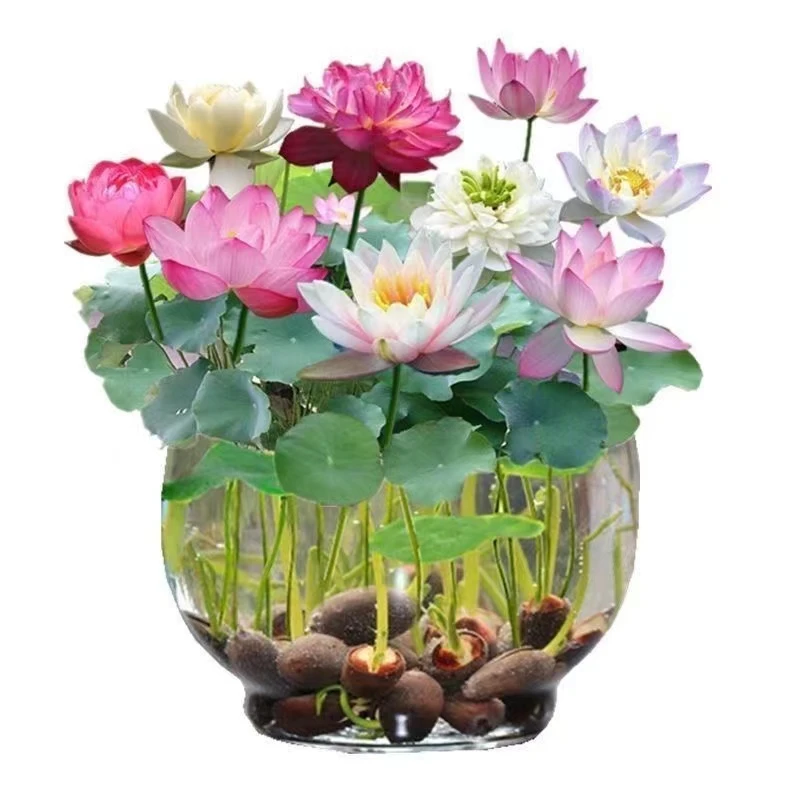 9.9元3包【水培莲花种子】盆栽无土水培莲花四季开花水养赠营养液w