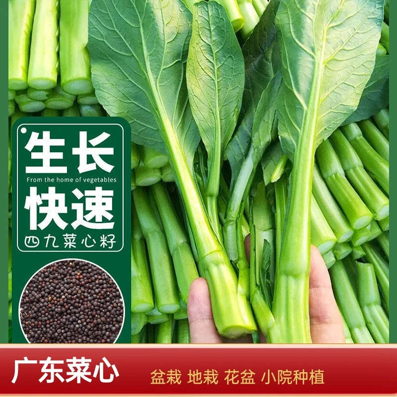 【广东菜心种子】甜菜心青菜盆栽田园春秋冬季蔬菜种子广东油菜心