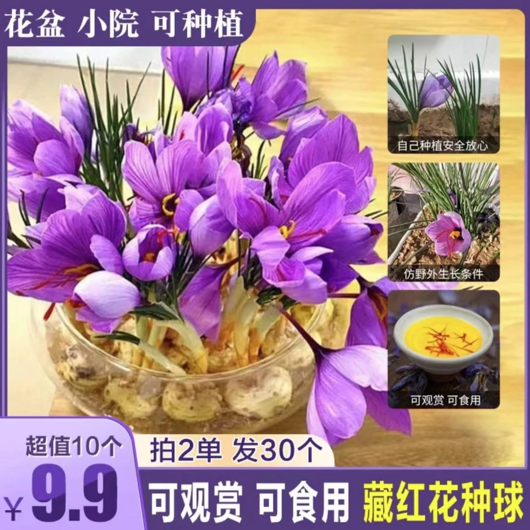 【藏红花种球】四季种植室内阳台花卉可泡茶耐寒采摘紫色