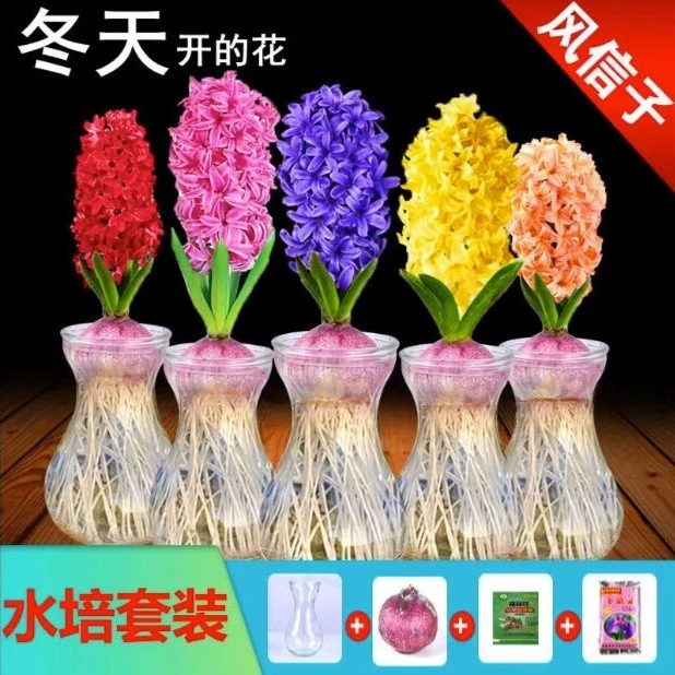 进口风信子种球水培套装四季水养花卉植物土培盆栽郁金香水仙种子