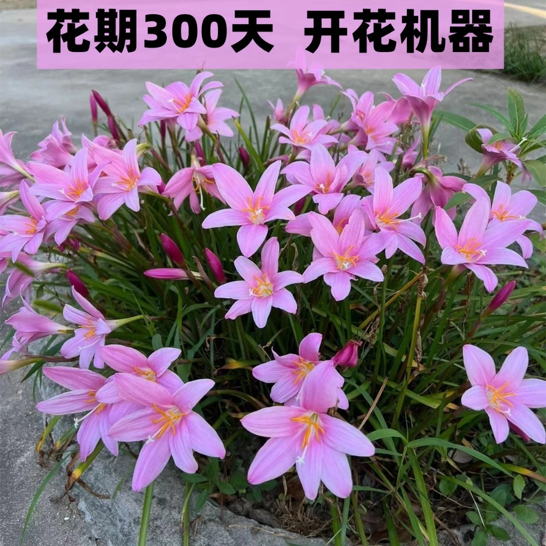 风雨兰种球重瓣韭兰葱兰四季开花庭院阳台观花卉种子