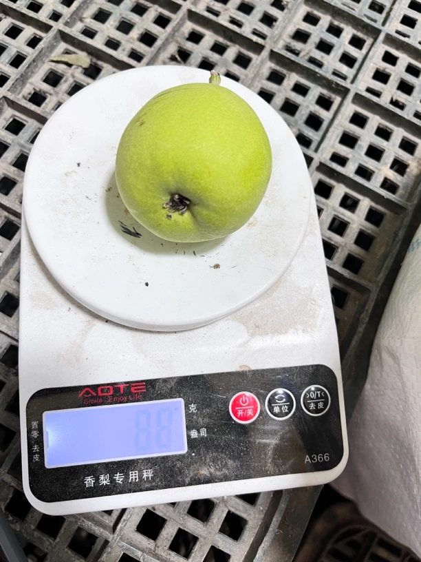 库尔勒香梨二级果特惠款
