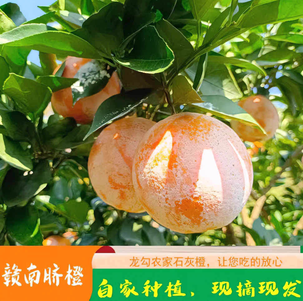 【品质精选】正宗龙勾精品石灰脐橙新鲜采摘赣南龙勾10斤产地直发