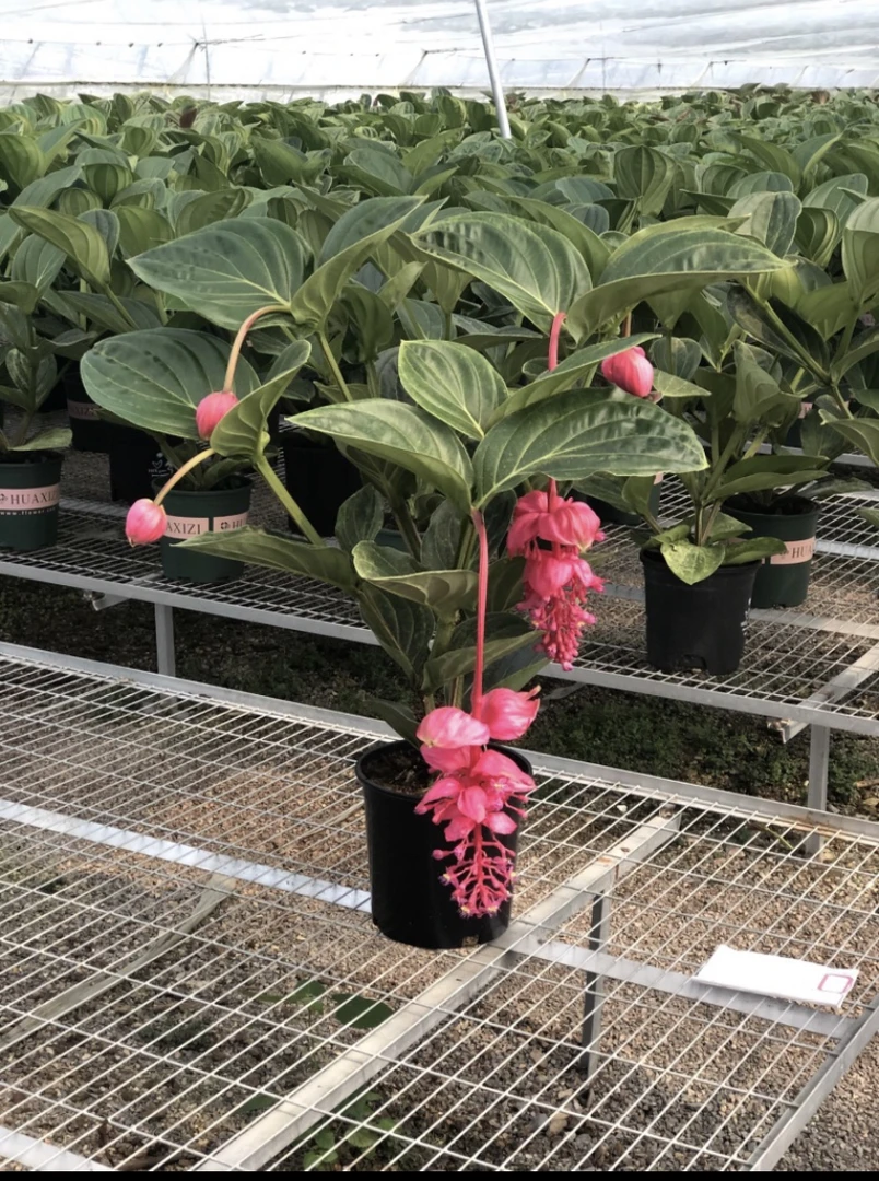 精品高端年宵花卉——荷兰进口苗木宝莲灯(一物自拍，所见即所得)