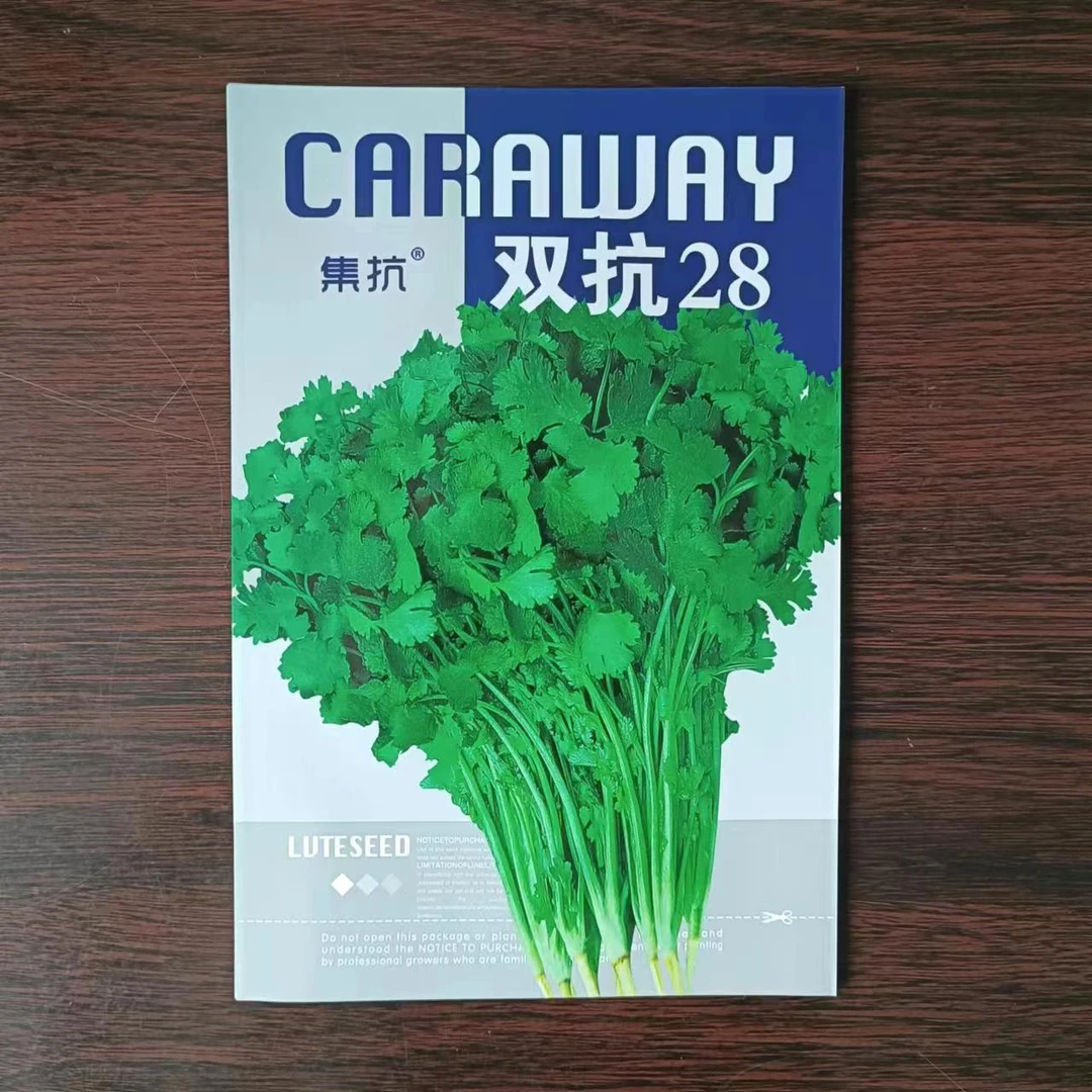 双抗28大叶香菜种子