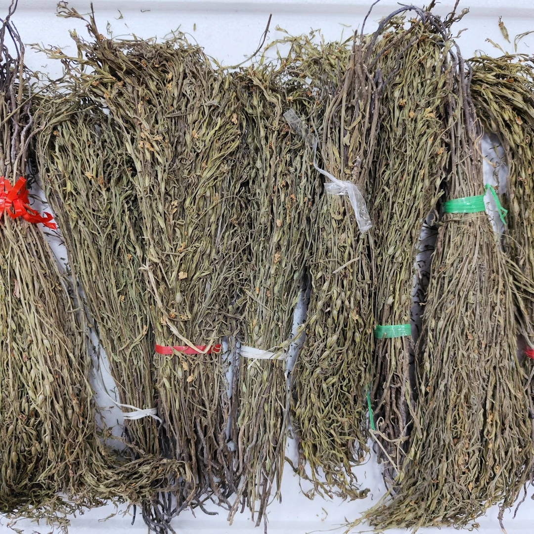 独脚金金疳积草小孩儿广西独脚金新货新鲜晒搭配枸杞