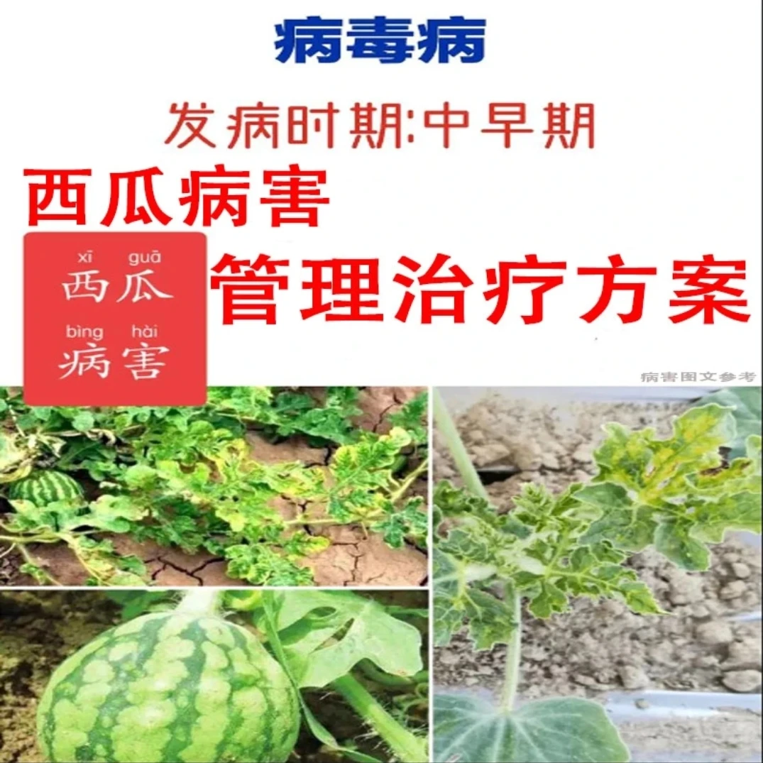 【专治小叶、花叶、撅叶型病毒治疗方案】一套兑水30斤