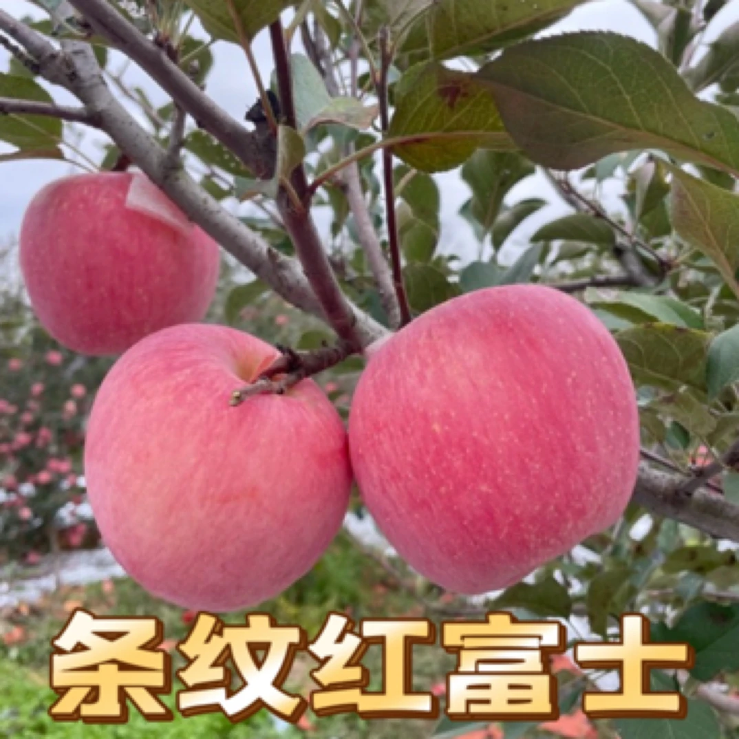 大学生助农专属烟台栖霞条纹红富士苹果