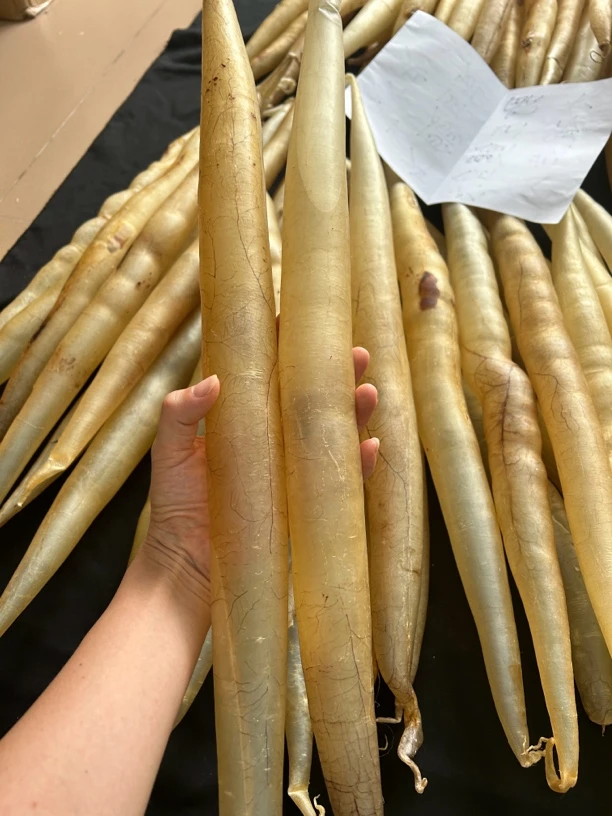 8头大规格收藏级，6年老厚肉鳗鱼胶