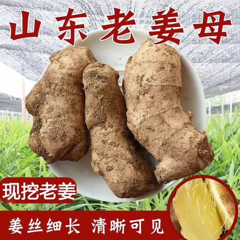 山东老姜母生姜生姜老姜大黄姜无硫磺熏姜风干晾晒月子姜