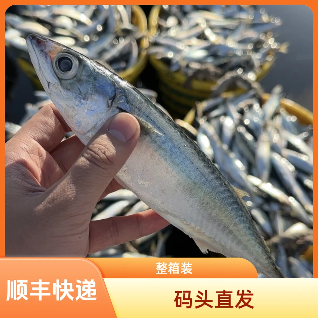 【5斤花仙鱼】【整箱批发】青鱼青占鱼棍子鱼东海海鱼新鲜大鲅鱼