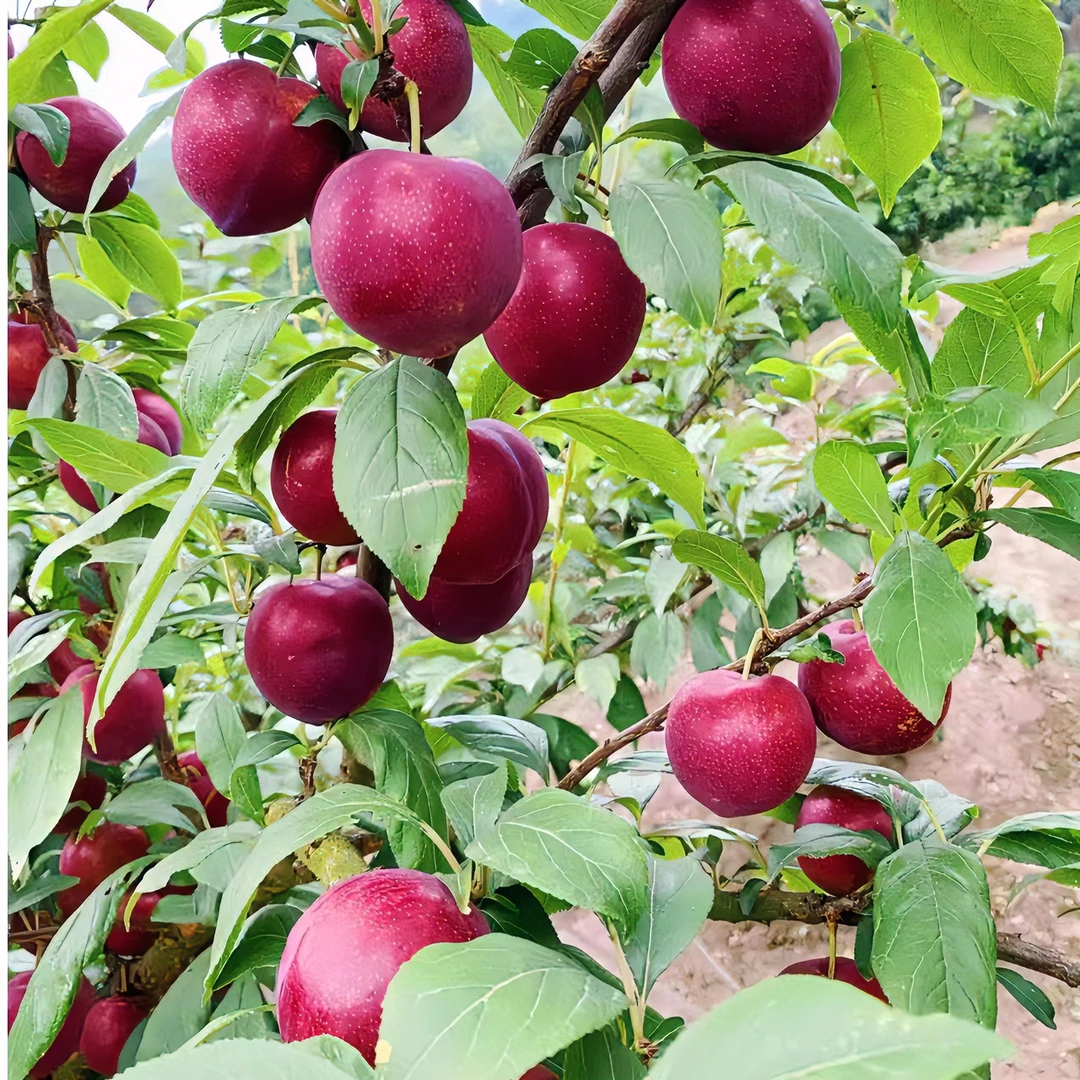 果健多澳洲樱桃李果树苗李子苗