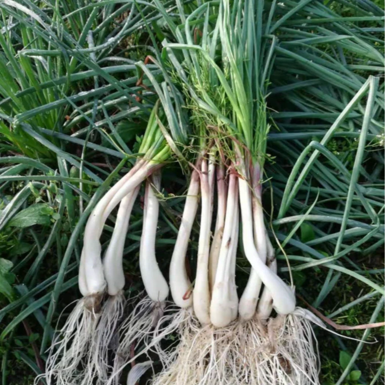 全州大山里野生荞头