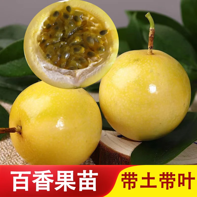 纯甜黄金百香果苗嫁接苗百香果树苗庭院阳台盆栽盆栽植物多次结果