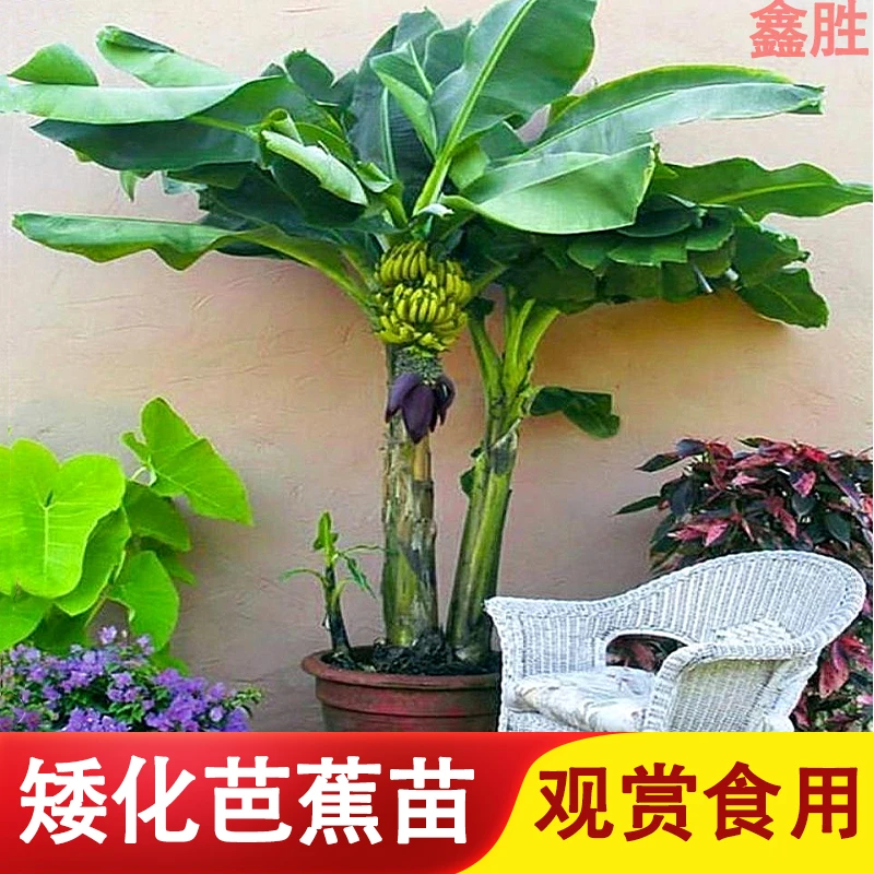 芭蕉苗大叶芭蕉树苗香蕉苗粉蕉庭院种植庭院观赏植物盆栽可结果