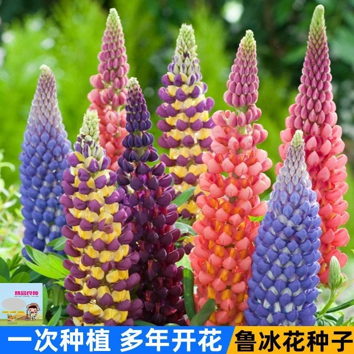 新种子】春季品玫瑰花进口鲁冰花种子四季种易活开花不断耐寒耐热