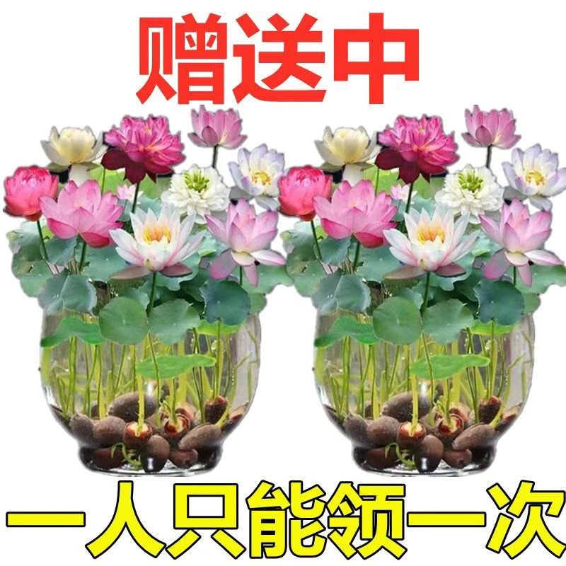 春季品【碗莲种】水培植物室内绿植盆栽开口睡莲荷花水养花种子