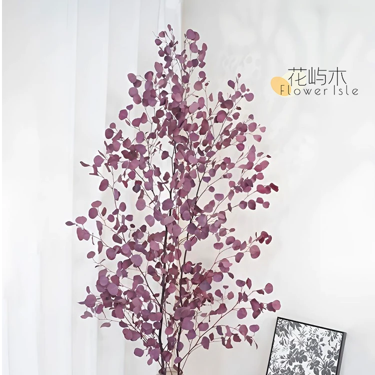 严选尤加利苹果叶【落地款】可做干花永生花尤加利叶家居氛围感