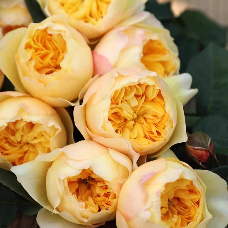 奈斯园艺 雀啾 国内自育品种灌木丰花月季国月耐热多季重复开