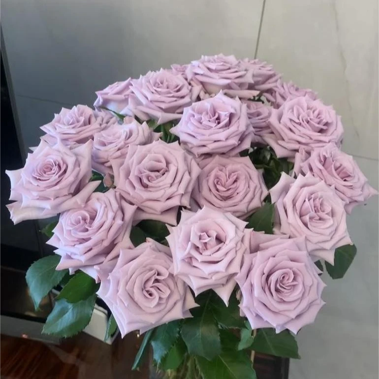 奈斯园艺 海洋之歌2加仑根接中大苗蓝紫色系高杯切花玫瑰灌木月季