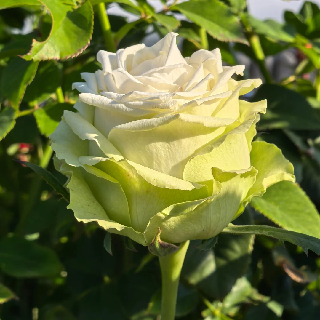 奈斯园艺 浪漫格林 绿色切花玫瑰花苗月季花阳台盆栽花卉开花植物