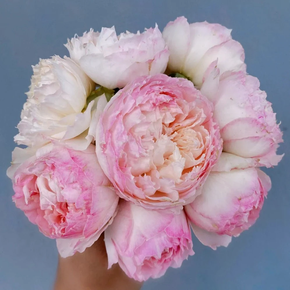 佩尔朱克灌木月季切花玫瑰花苗大花浓香庭院楼顶阳台植物花卉绿植