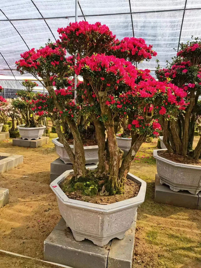 四季杜鹃，紫花老树桩嫁接杜鹃花，四季常青不落叶