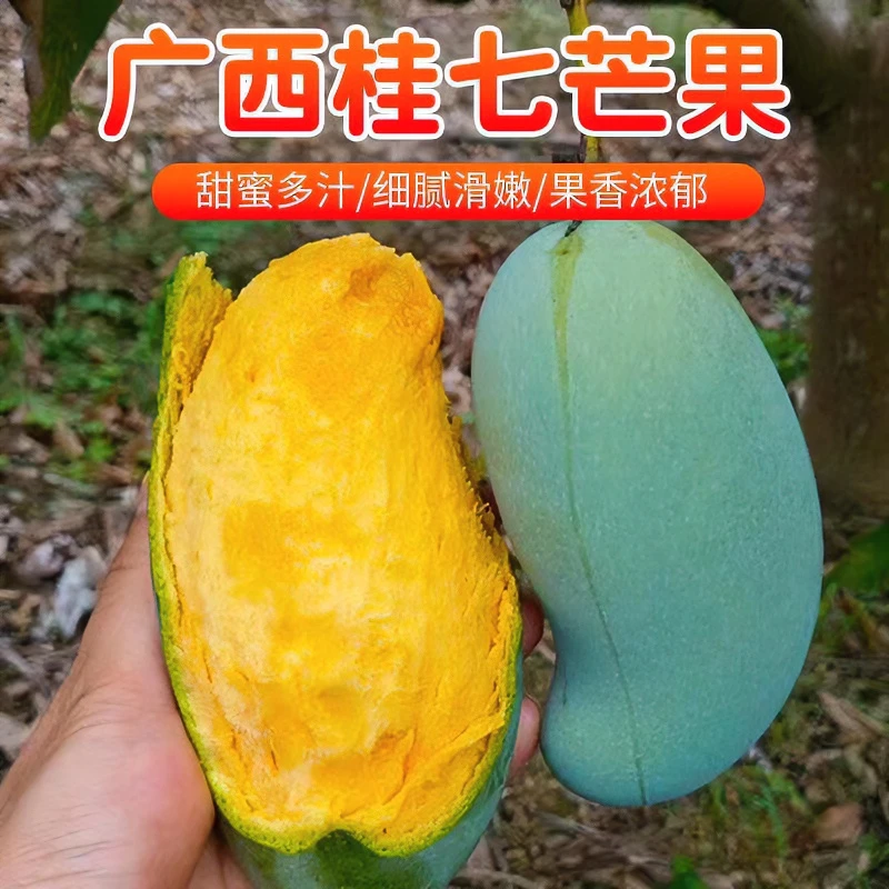 广西百色当季老树新鲜桂七芒果3-9斤产地直发坏果包赔浓香多汁