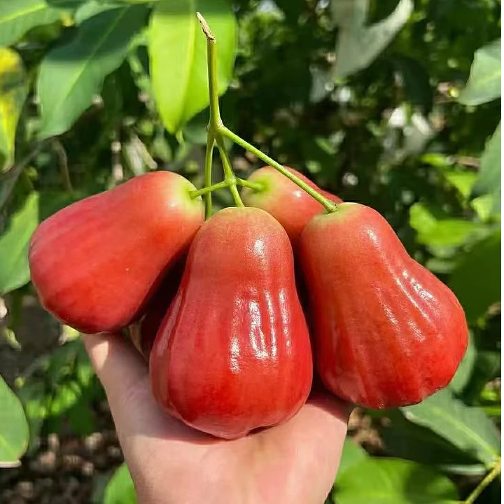 南鹿莲雾（一号）净果3斤有机认证三亚莲雾空运甜香脆瑕疵果