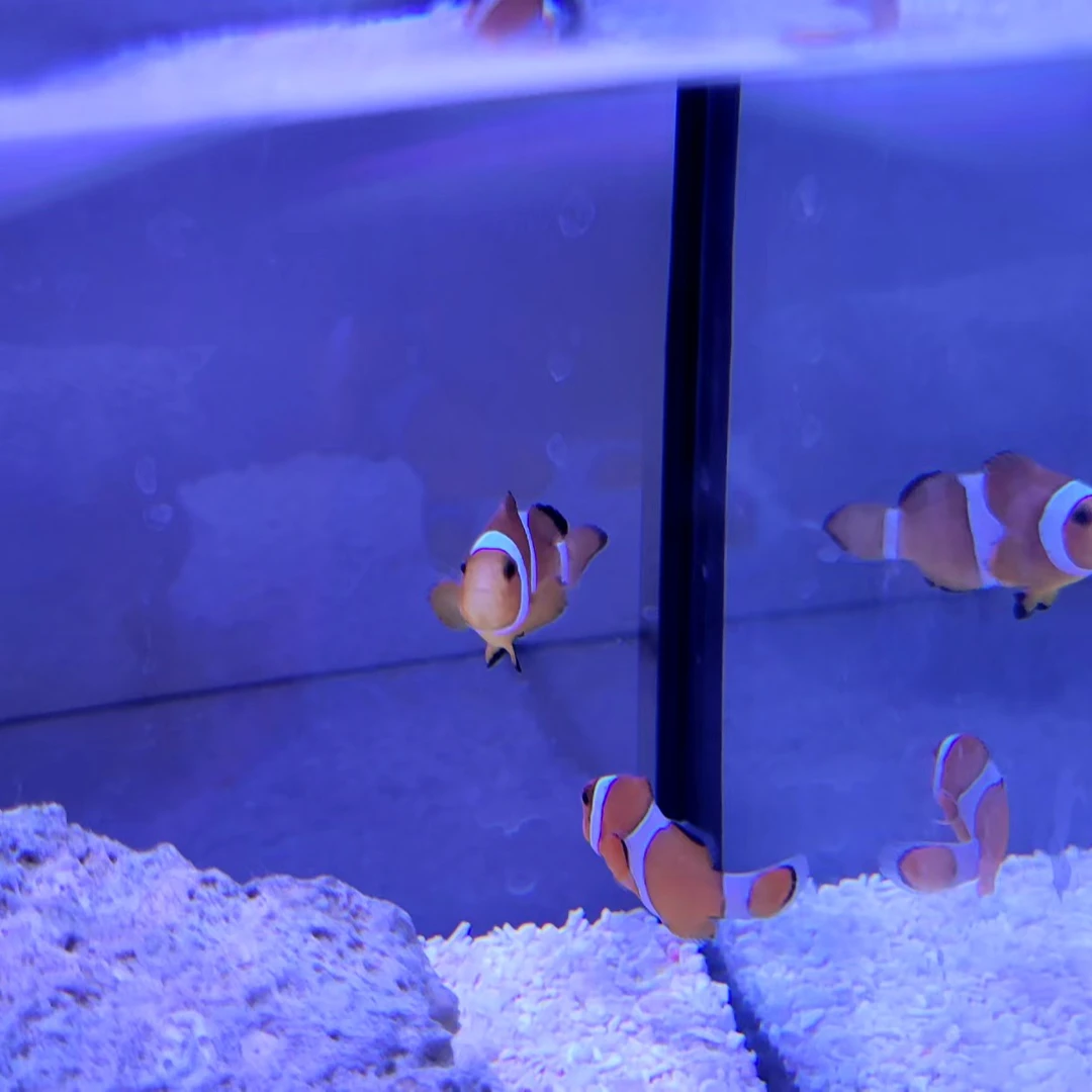 公子小丑鱼（淡水不可饲养）2-3公分顺丰京东包邮